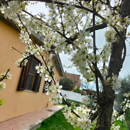 בית נופש Casale Del Sole פלסטרינה